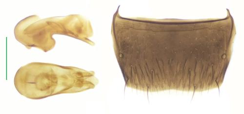 Atheta sp.
